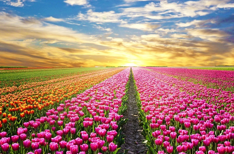 Flowers florist