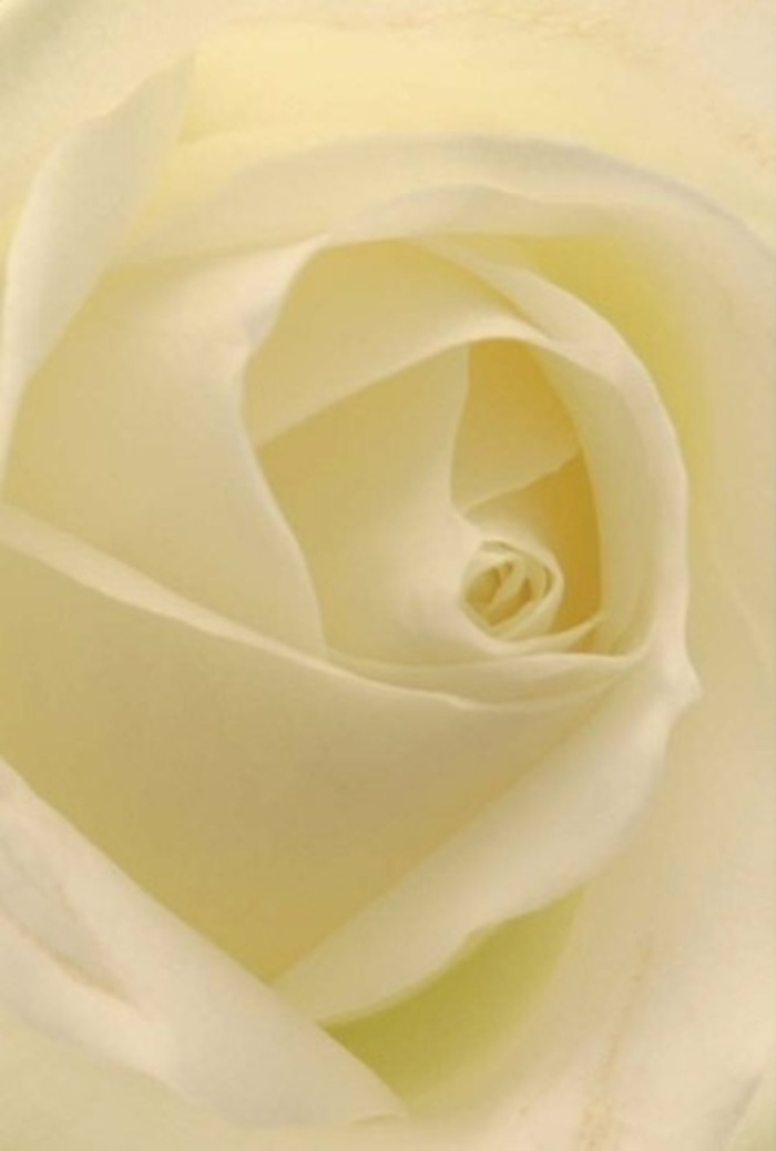 For those familiar with the delicate artistry nurtured in Purley's community, this photograph of a classic white rose speaks volumes about tranquility and nature's careful design. The petals are layered with impeccable precision, their creamy whites blending into soft glimmers of gold as they capture sunlight streaming through open windows along Woodcote Grove. The subtle matte finish and creamy texture evoke sensations of silk and offer a tactile softness, reminiscent of a freshly prepared bouquet from Purley Florist ready for same-day delivery across the local area. Soft shadows nestle within the intricate spirals, bestowing a graceful depth and reinforcing the suggestion of gentle resilience beneath the fragile exterior. Such a rose becomes a vessel for heartfelt occasions: from romantic apologies and subtle expressions of admiration, to elegant wedding displays at nearby venues or quiet remembrances for loved ones. The subtly spiraled core speaks of steadfast purity, while the carefully nuanced shifts in colour and shadow reflect both expert arrangement and a genuine sensitivity to local tradition. This bloom's understated fragrance and radiant beauty render it an ideal choice for any event or sentiment requiring genuine care and artistry within Purley.